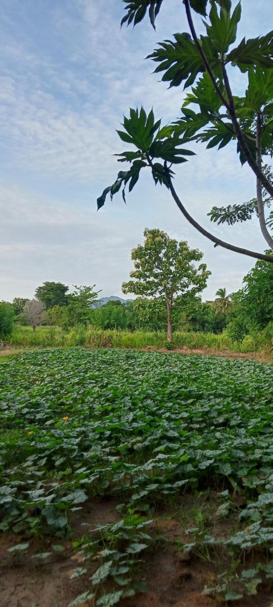Gimhana Homestay Sigiriya Exterior photo